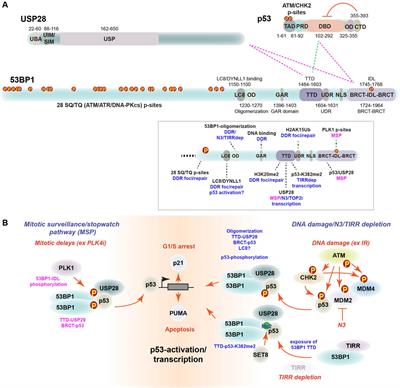 Regulation of p53 by the mitotic surveillance/stopwatch pathway: implications in neurodevelopment and cancer